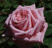 Belinda's Dream Rose, Rosa x 'Belinda's Dream'